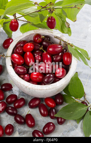 Kirschholz Kornelkirsche (Cornus Mas), gesammelt Cornelian Kirschen, Deutschland Stockfoto