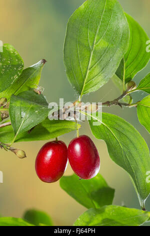 Kirschholz Kornelkirsche (Cornus Mas), Früchte auf einem Ast, Deutschland Stockfoto