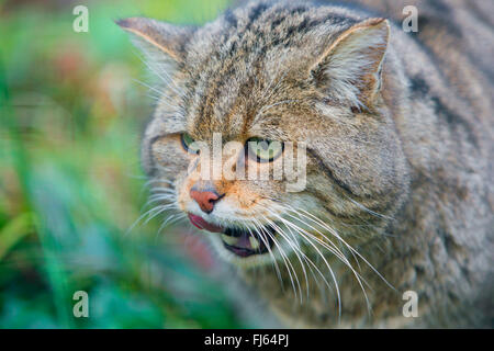 Europäische Wildkatze, Wald Wildkatze (Felis Silvestris Silvestris), lauert auf Beute Stockfoto