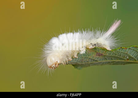 Blasse Grasbüschel, Red-Tail Motte (Dasychira Pudibunda, Olena Pudibunda, Calliteara Pudibunda Elkneria Pudibunda), Fedds Raupe auf einem Blatt, Deutschland Stockfoto