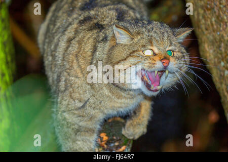 Europäische Wildkatze, Wald Wildkatze (Felis Silvestris Silvestris), bedrohliche Haltung Stockfoto