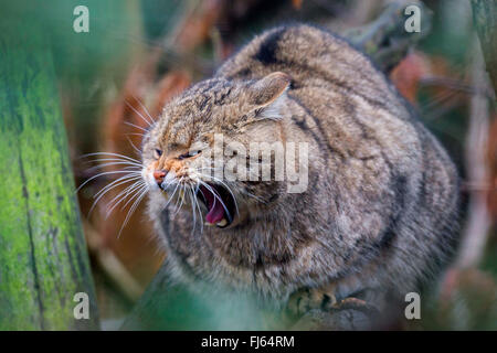 Europäische Wildkatze, Wald Wildkatze (Felis Silvestris Silvestris), sitzt auf einem Baum Gähnen Stockfoto