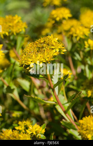 zurückgebogen, Mauerpfeffer, Stein indigen, krumme gelbe Fetthenne, Jennys Fetthenne (Sedum Rupestre, Sedum Reflexum), blühen, Deutschland Stockfoto