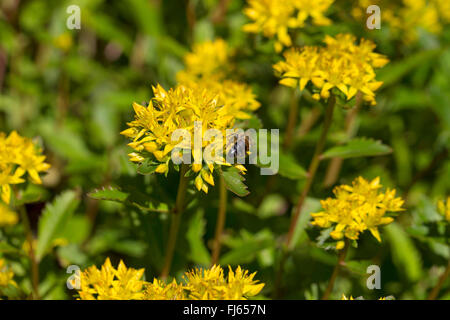 zurückgebogen, Mauerpfeffer, Stein indigen, krumme gelbe Fetthenne, Jennys Fetthenne (Sedum Rupestre, Sedum Reflexum), blühen, Deutschland Stockfoto