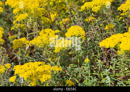 Silber Alyssum (Alyssum gnostische), blühen Stockfoto