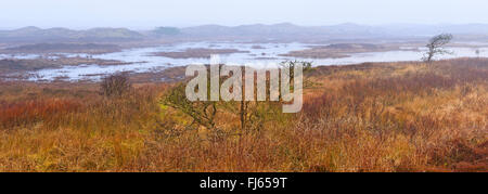 Heide im Nebel, Niederlande, Texel Stockfoto