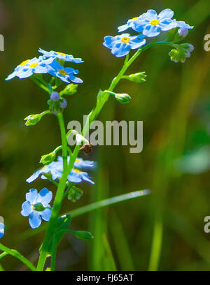 Vergissmeinnicht (Myosotis spec.), Blütenstand, Österreich, Tirol, Tannheimer Berge Stockfoto