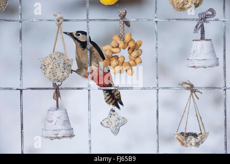 Buntspecht (Picoides major, Dendrocopos großen), Weiblich bei der Fütterung Raster für Vögel im Winter, Deutschland Stockfoto