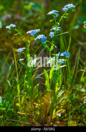 Vergissmeinnicht (Myosotis spec.), blühen, Österreich, Tirol, Tannheimer Berge Stockfoto
