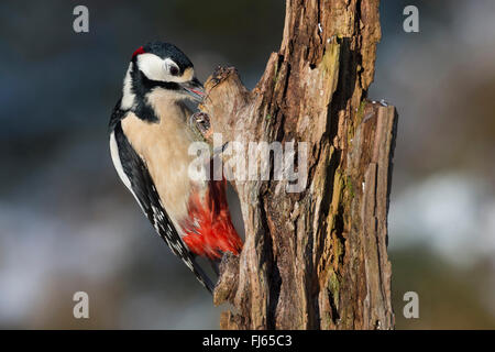 Buntspecht (Picoides major, Dendrocopos großen), Männlich, Suche Essen zu einem toten Baumstamm, Seitenansicht, Deutschland Stockfoto