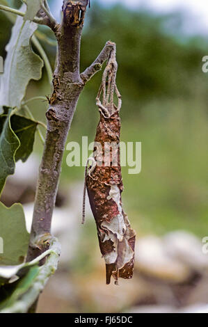 Pappel Blatt Roller Rüsselkäfer, Blatt-Rollen Rüsselkäfer (Byctiscus Populi, Bytiscus Populi), Blatt zusammengerollt durch Käfer, Deutschland Stockfoto