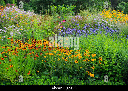 Globe Thistle (Echinops spec.), bunte Sommerblumen in einem Bett Stockfoto