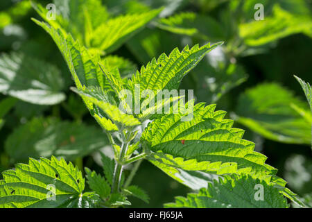 Brennnessel (Urtica Dioica), verlässt Jung frisch bei Gegenlicht, Deutschland Stockfoto