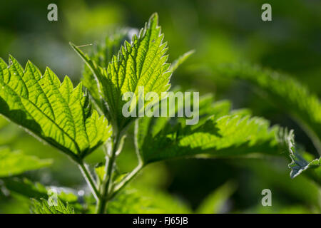 Brennnessel (Urtica Dioica), verlässt Jung frisch bei Gegenlicht, Deutschland Stockfoto