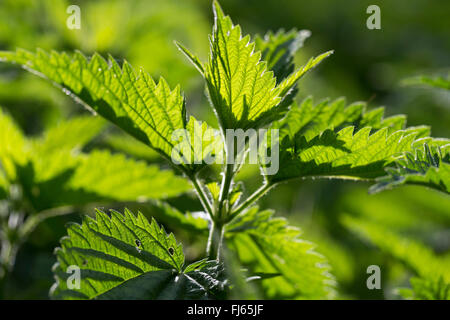 Brennnessel (Urtica Dioica), verlässt Jung frisch bei Gegenlicht, Deutschland Stockfoto