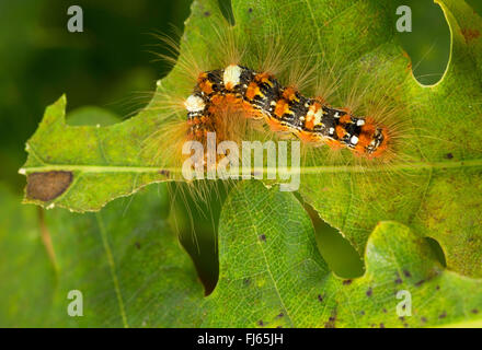 Knappen Merveille du Jour (Moma Alpium, Daseoacheta Alpium, Diphthera Alpium), Raupe mit Haaren Essen auf einem Eichenblatt, Deutschland Stockfoto