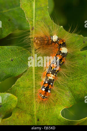 Knappen Merveille du Jour (Moma Alpium, Daseoacheta Alpium, Diphthera Alpium), Raupe mit Haaren Essen auf einem Eichenblatt, Deutschland Stockfoto