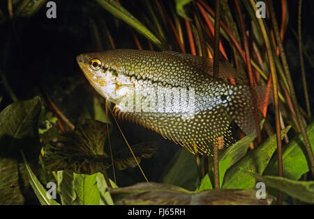 Pearl Gourami, Spitze Gourami, Mosaik Gurami (Trichopodus Leerij, Trichogaster Leerij), Schwimmen Stockfoto