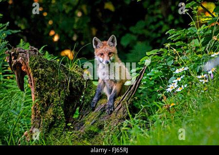 Rotfuchs (Vulpes Vulpes), juvenile Rotfuchs Suche Essen zu einem moosigen, Schweiz, Sankt Gallen, Rheineck Stockfoto