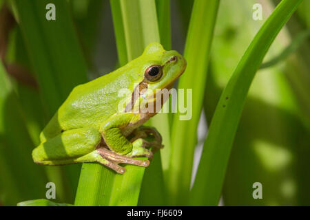 Europäische Treefrog, gemeinsame Treefrog, zentralen europäischen Treefrog (Hyla Arborea), Male in seinen Lebensraum, Deutschland, Bayern Stockfoto