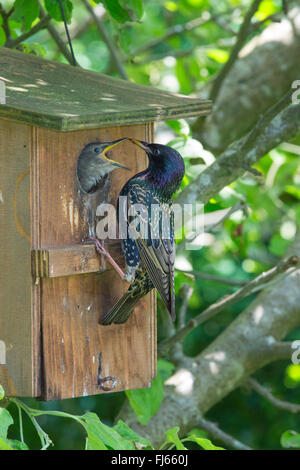 gemeinsamen Star (Sturnus Vulgaris), speist in den Nistkasten, Deutschland, Bayern, Isental juvenile Stockfoto