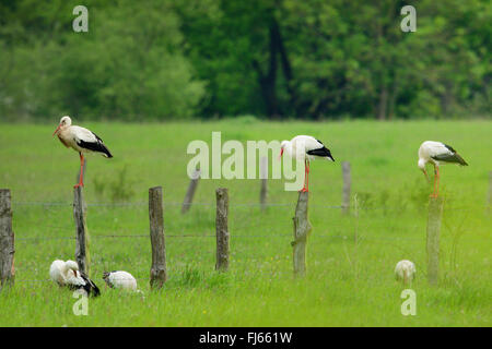 Weißstorch (Ciconia Ciconia), mehrere Störche auf einer Weide, Deutschland Stockfoto