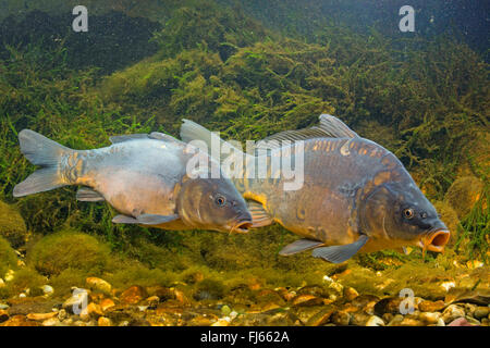 Karpfen, Karpfen, europäischen Karpfen (Cyprinus Carpio), zwei Spiegel-Karpfen, Deutschland Stockfoto