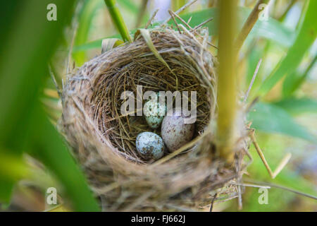 Eurasische Kuckuck (Cuculus Canorus), Ei in das Nest von einem eurasischen Rohrsänger, Deutschland, Bayern, Erdinger Moos Stockfoto