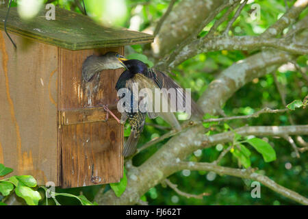 gemeinsamen Star (Sturnus Vulgaris), speist in den Nistkasten, Deutschland, Bayern, Isental juvenile Stockfoto