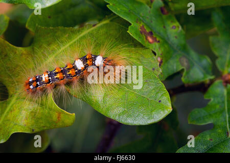 Knappen Merveille du Jour (Moma Alpium, Daseoacheta Alpium, Diphthera Alpium), Raupe mit Haaren Essen auf einem Eichenblatt, Deutschland Stockfoto