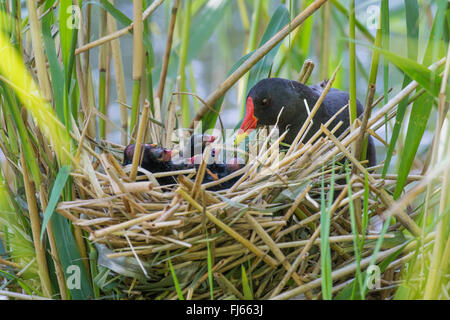 Teichhuhn (Gallinula Chloropus), in das Nest mit frisch geschlüpften Küken, Deutschland, Bayern Stockfoto