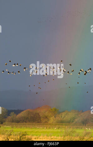 nördlichen Kiebitz (Vanellus Vanellus), strömen auf der Flucht vor einem Regenbogen in Winter, Großbritannien, Schottland, Solway Firth Stockfoto