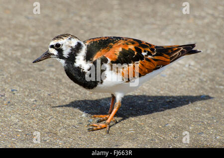 Ruddy Steinwälzer (Arenaria Interpres), stehend auf Betonwand, Sherringham, Norfolk, England, Vereinigtes Königreich Stockfoto