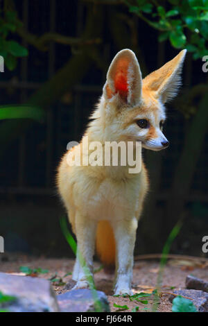 Fennec Fuchs (Fennecus Zerda, Vulpes Zerda), im Freigehege Stockfoto