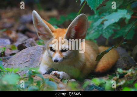 Fennec Fuchs (Fennecus Zerda, Vulpes Zerda), im Freigehege Stockfoto