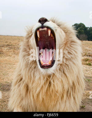 Löwe (Panthera Leo), brüllend weißer Löwe, Porträt, Südafrika Stockfoto