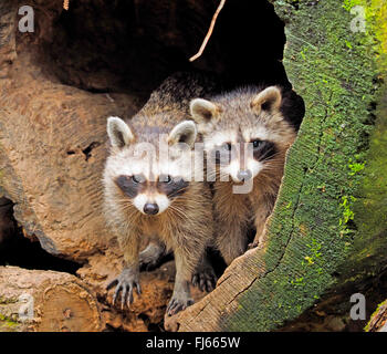 gemeinsame Waschbär (Procyon Lotor), zwei Racoon Welpen in einen hohlen Baum Stamm, Deutschland, Bayern Stockfoto