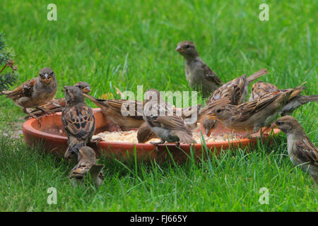 Haussperling (Passer Domesticus), mehrere Spatzen an einem Futterplatz, Deutschland Stockfoto