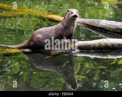 Europäischen Fischotter, europäischer Fischotter, eurasische Fischotter (Lutra Lutra), auf einen umgestürzten Baum im Wasser, Deutschland, Bayern Stockfoto