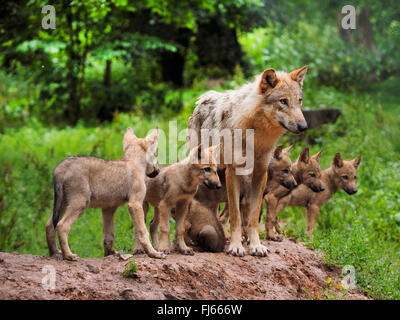 Europäische graue Wolf (Canis Lupus Lupus), Wolf mit Welpen, Deutschland, Bayern Stockfoto