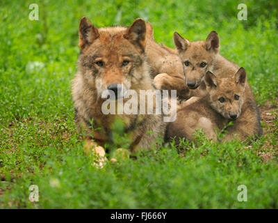 Europäische graue Wolf (Canis Lupus Lupus), Wolf mit Welpen, Deutschland, Bayern Stockfoto
