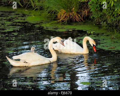 Höckerschwan (Cygnus Olor), Höckerschwäne mit Küken, Deutschland, Sachsen Stockfoto