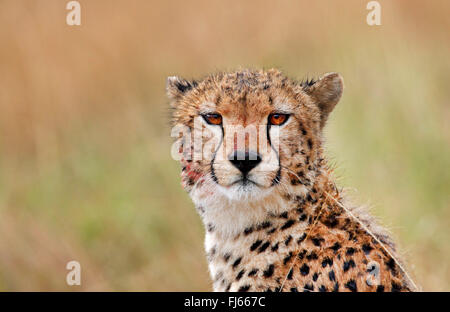 Gepard (Acinonyx Jubatus), Porträt von einem Geparden, Kenia, Masai Mara Nationalpark Stockfoto