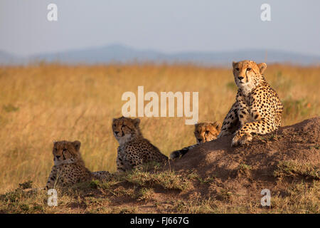 Gepard (Acinonyx Jubatus), ruht Gruppe auf einem Termitenhügel, Kenia, Masai Mara Nationalpark Stockfoto