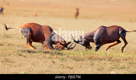 Topi, Tsessebi, Korrigum, Kudus (Damaliscus Lunatus Jimela), Kampf, Kenia, Masai Mara Nationalpark Stockfoto