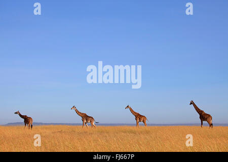 Masai-Giraffe (Giraffa Plancius Tippelskirchi), vier Giraffen in der Savanne, Kenia, Masai Mara National Park Stockfoto