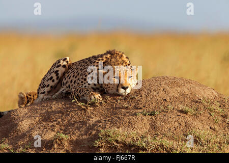 Gepard (Acinonyx Jubatus), ruht auf einer Termite Hill, Kenia, Masai Mara Nationalpark Stockfoto