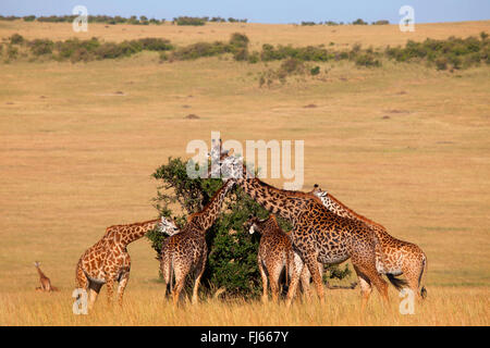 Masai-Giraffe (Giraffa Plancius Tippelskirchi), speist Herde Blätter von einem Baum, Kenia, Masai Mara Nationalpark Stockfoto