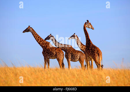 Masai-Giraffe (Giraffa Plancius Tippelskirchi), stehen vier Giraffen in der Savanne, Kenia, Masai Mara Nationalpark Stockfoto