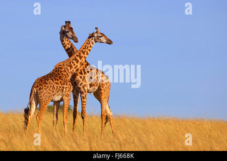 Masai-Giraffe (Giraffa Plancius Tippelskirchi), zwei Giraffen in der Savanne, Kenia, Masai Mara National Park Stockfoto